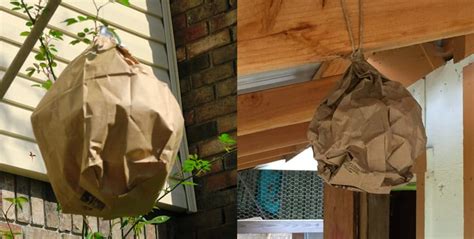 fake paper bag hornet's nest|are paper wasp nests real.